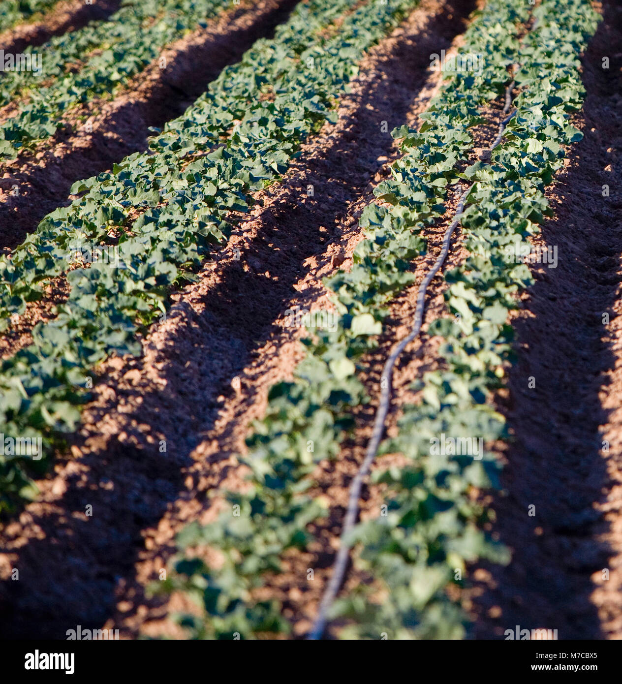 Ernte in einem Feld, Kalifornien, USA Stockfoto