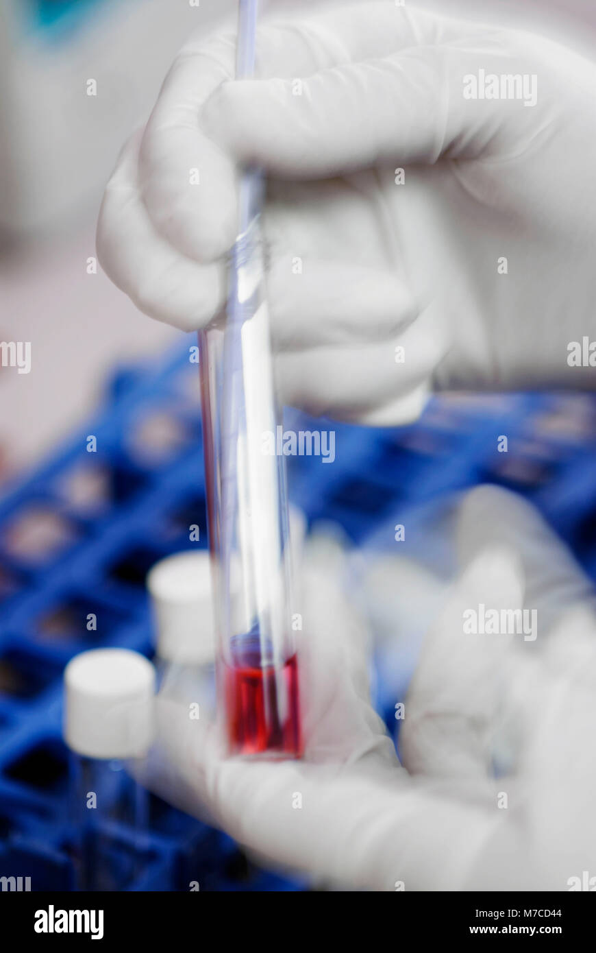 Nahaufnahme einer Hand mit einer Pipette in ein Reagenzglas Stockfoto