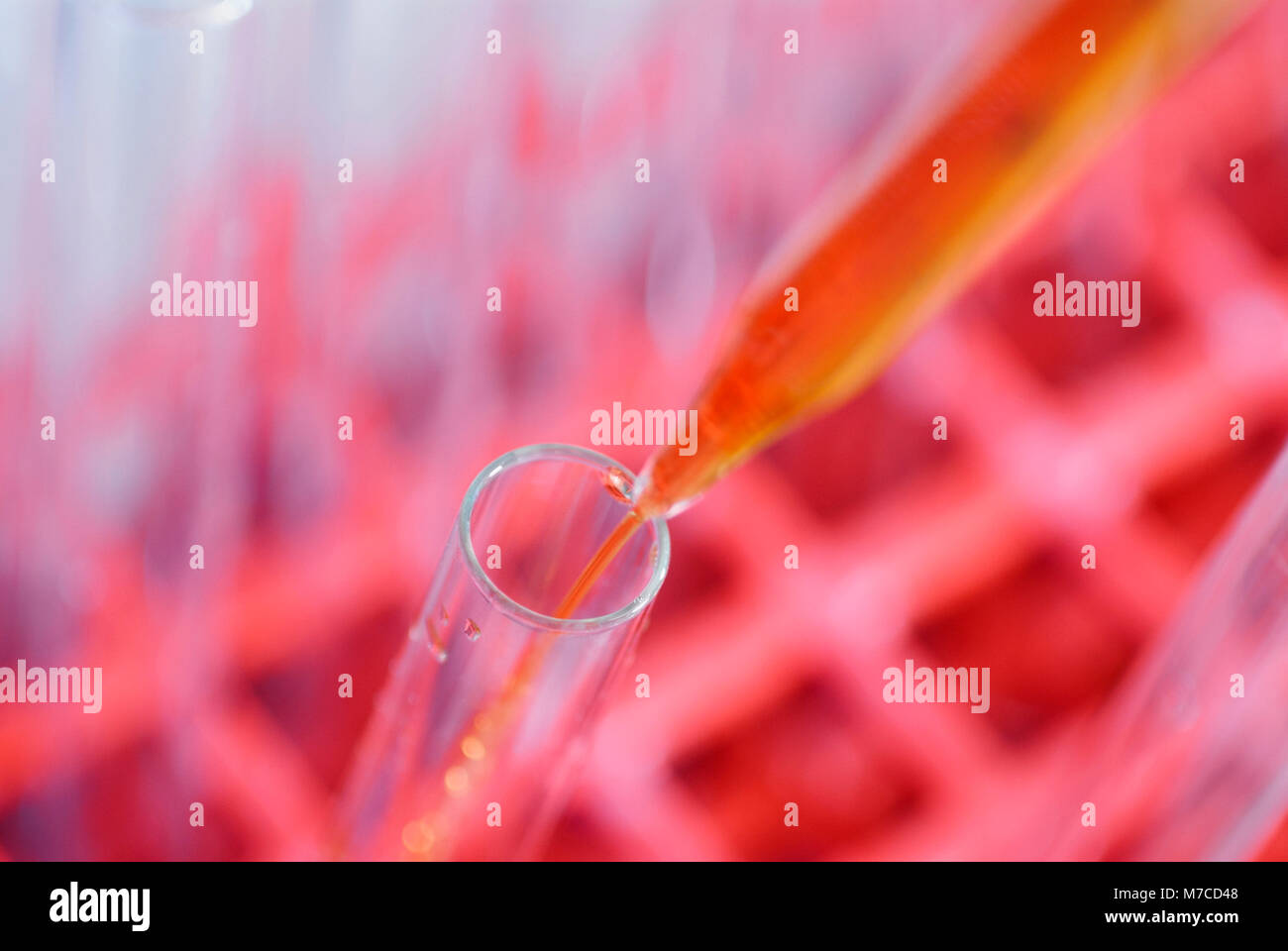 Close-up liquid Drop in ein Reagenzglas mit einer Pipette Stockfoto