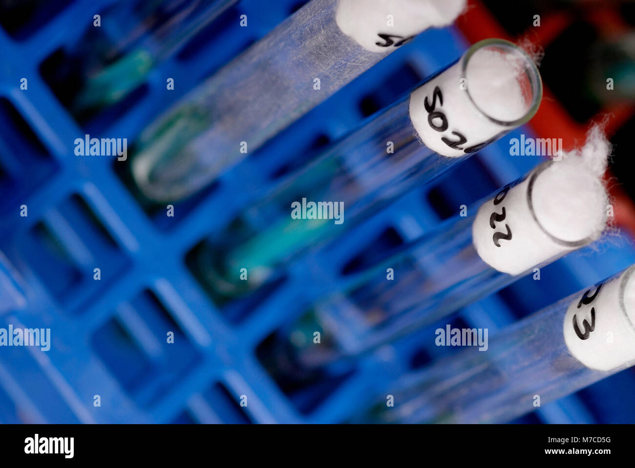 In der Nähe von Röhrchen in einem Reagenzglas Rack Stockfoto