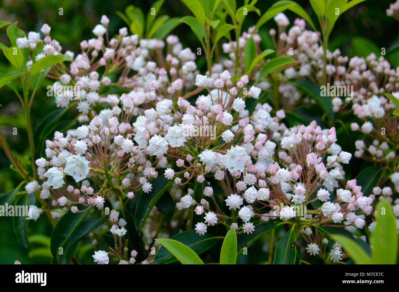 Hier blühen in der Nähe Skyline Drive in den Appalachen, Eastern United States Stockfoto