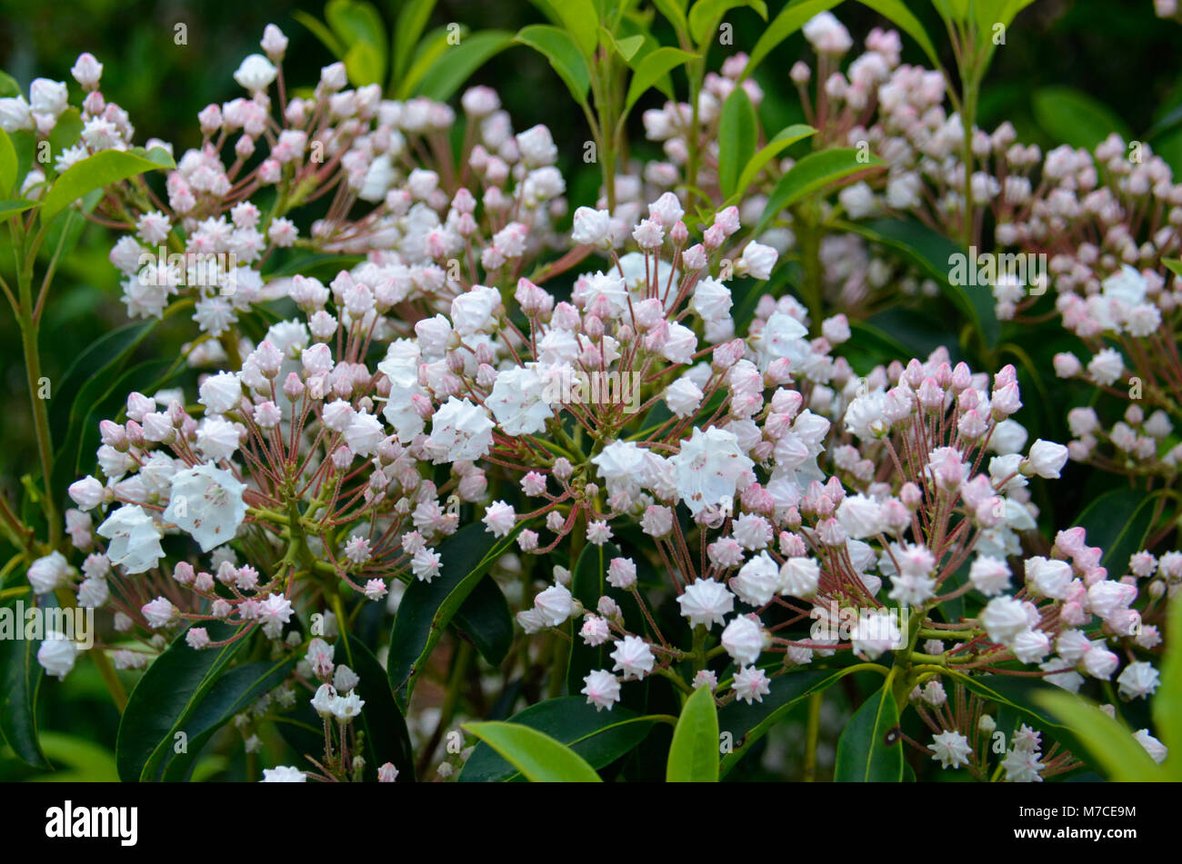 Hier blühen in der Nähe Skyline Drive in den Appalachen, Eastern United States Stockfoto