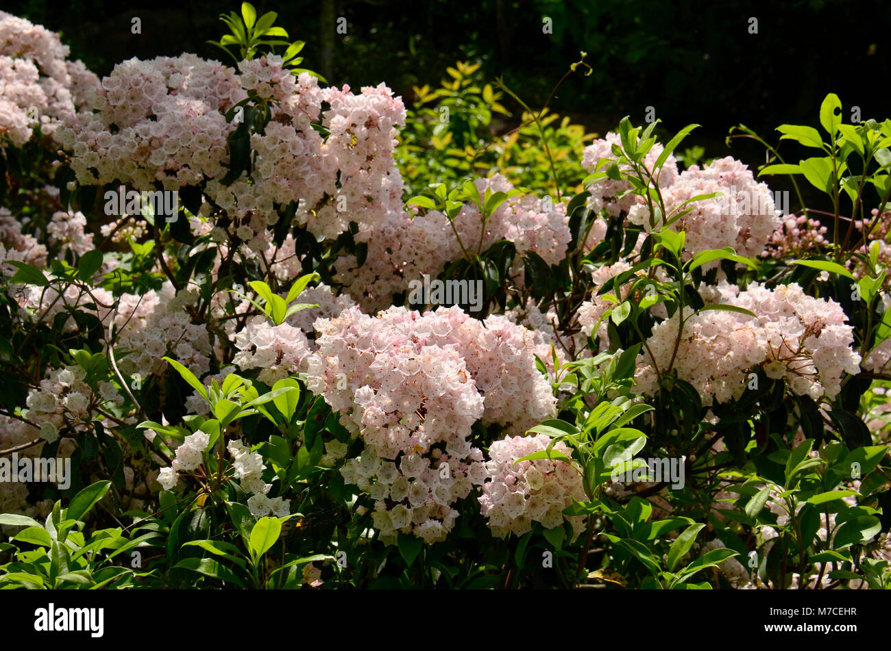 Hier blühen in der Nähe Skyline Drive in den Appalachen, Eastern United States Stockfoto