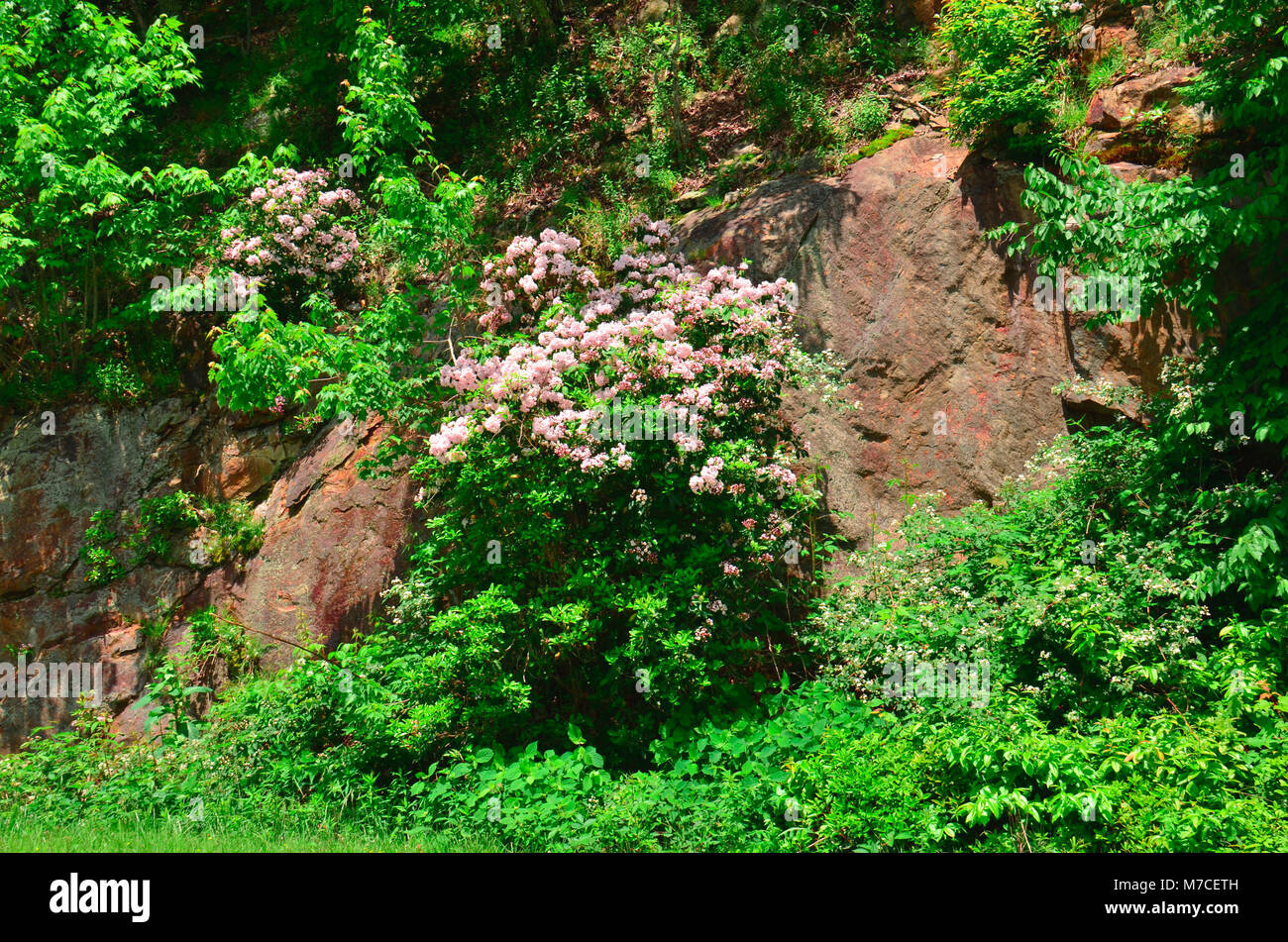 Hier blühen in der Nähe Skyline Drive in den Appalachen, Eastern United States Stockfoto
