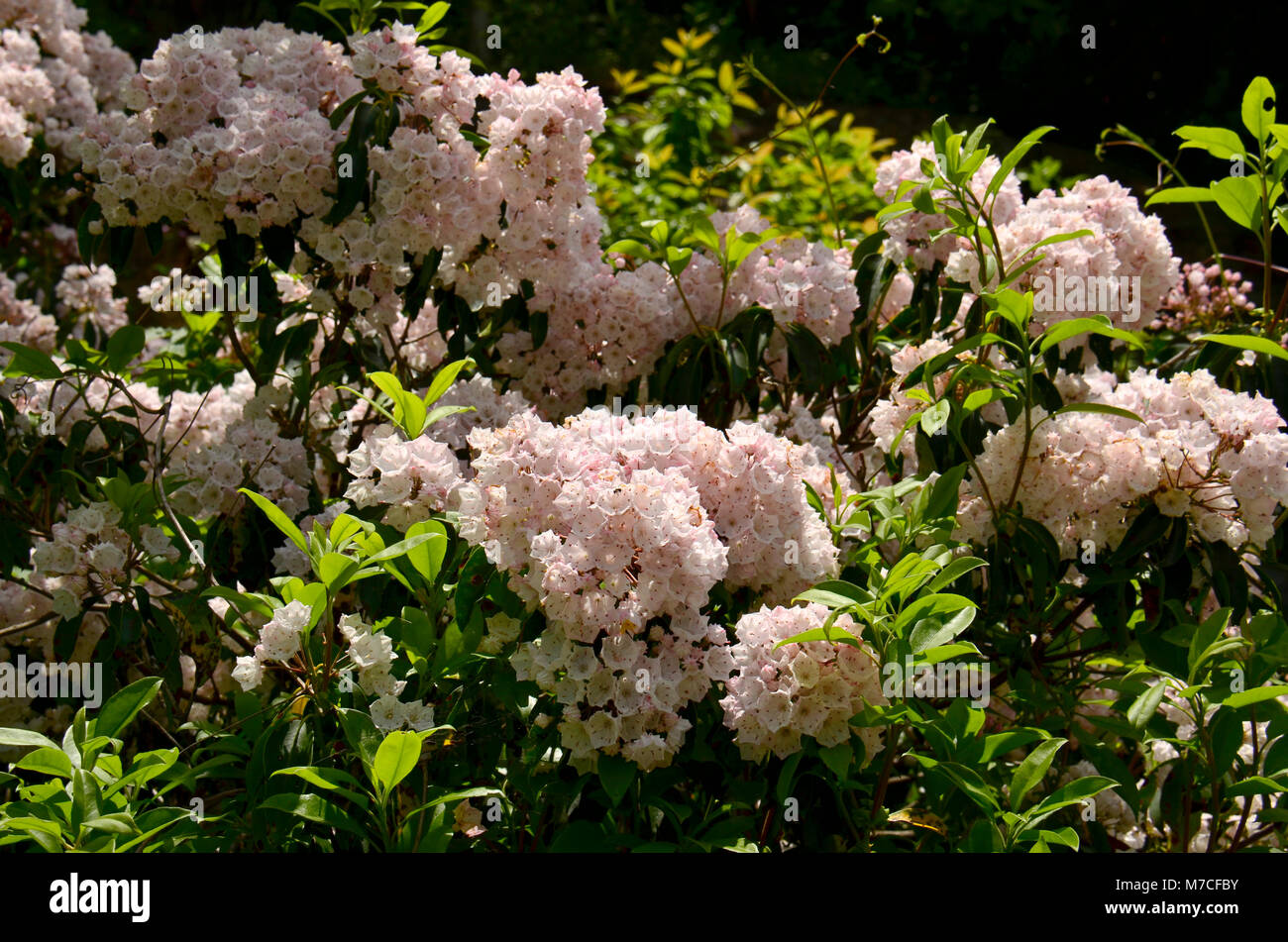 Hier blühen in der Nähe Skyline Drive in den Appalachen, Eastern United States Stockfoto