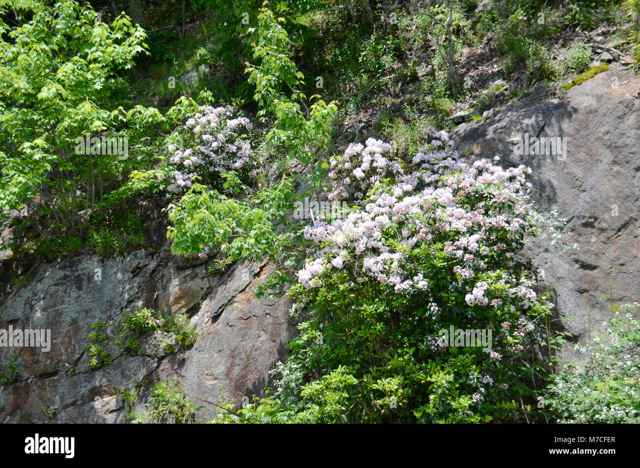 Hier blühen in der Nähe Skyline Drive in den Appalachen, Eastern United States Stockfoto