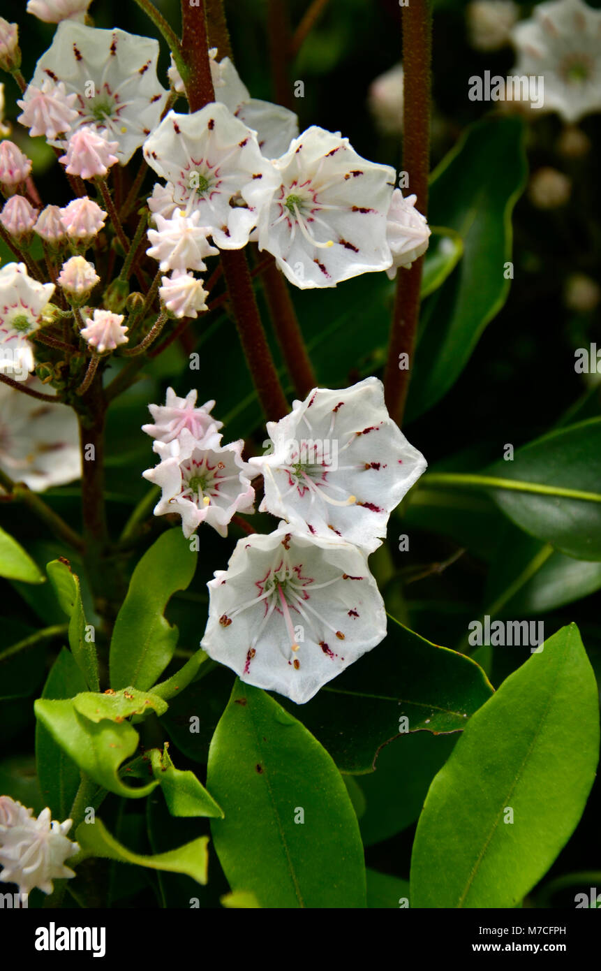 Hier blühen in der Nähe Skyline Drive in den Appalachen, Eastern United States Stockfoto