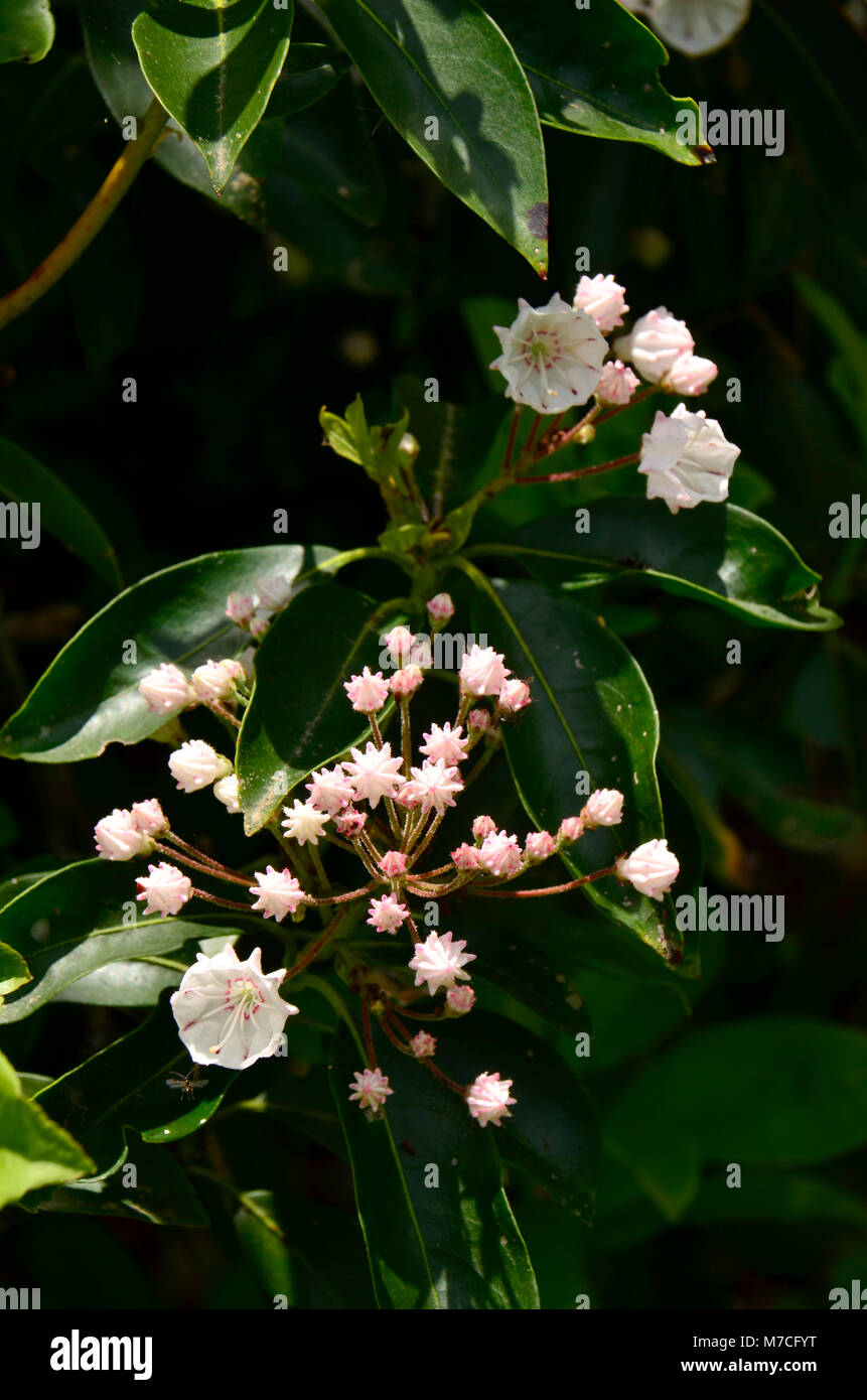 Hier blühen in der Nähe Skyline Drive in den Appalachen, Eastern United States Stockfoto