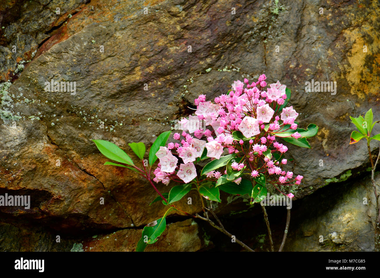 Hier blühen in der Nähe Skyline Drive in den Appalachen, Eastern United States Stockfoto
