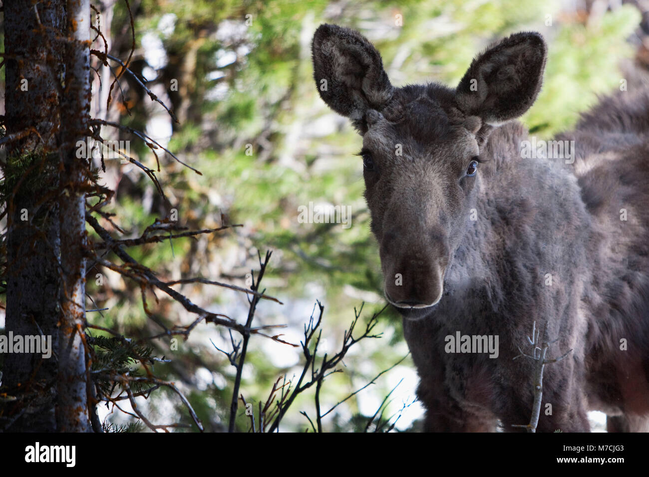Weibliche Elche im Wald, Yellowstone National Park, Wyoming, USA Stockfoto