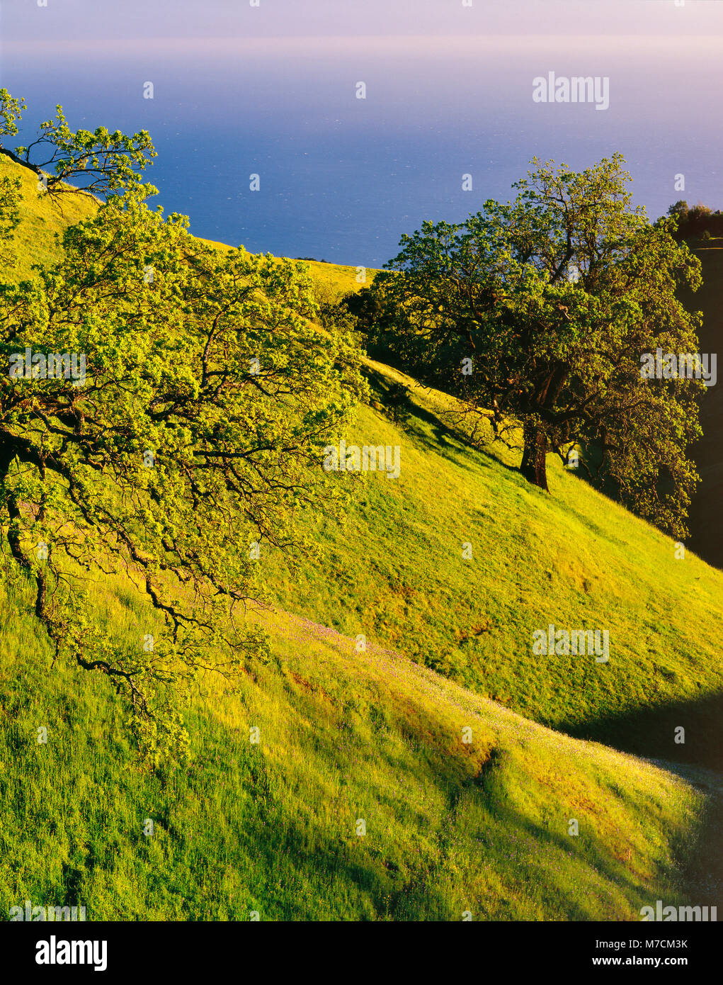 Küste Live Oak, Los Padres National Forest, Big Sur, Monterey County, Kalifornien Stockfoto