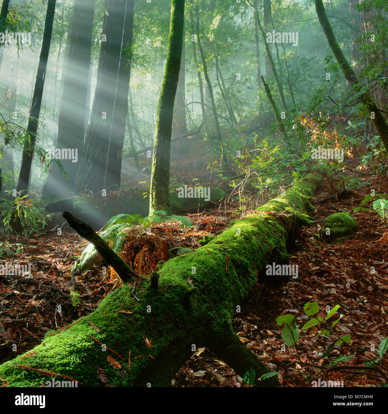 Heben Nebel, Muir Woods National Monument, Marin County, Kalifornien Stockfoto