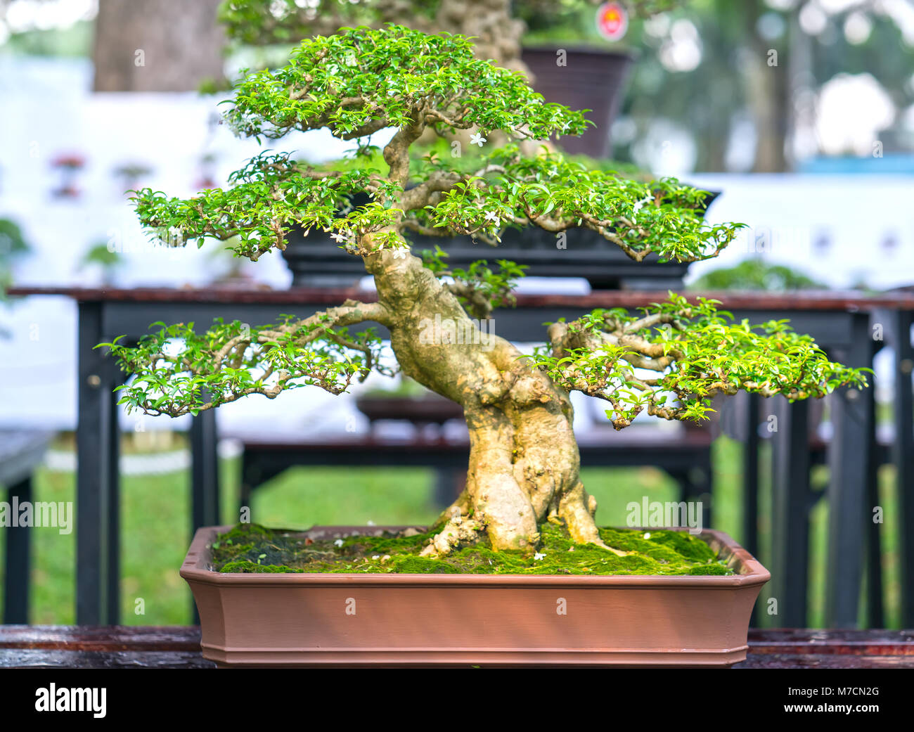 Grne Bonsai Baum im Topf oder Fach werk in Gestalt der Stammzellen ist so  geformt, dass Handwerker schne Kunst in der Natur erstellen  Stockfotografie - Alamy