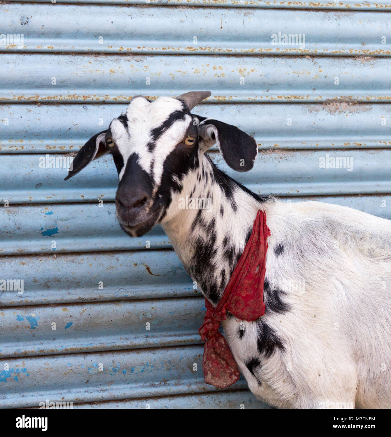 Eine Ziege trägt einen roten Schal in Kochi, Kerala, Indien. Stockfoto