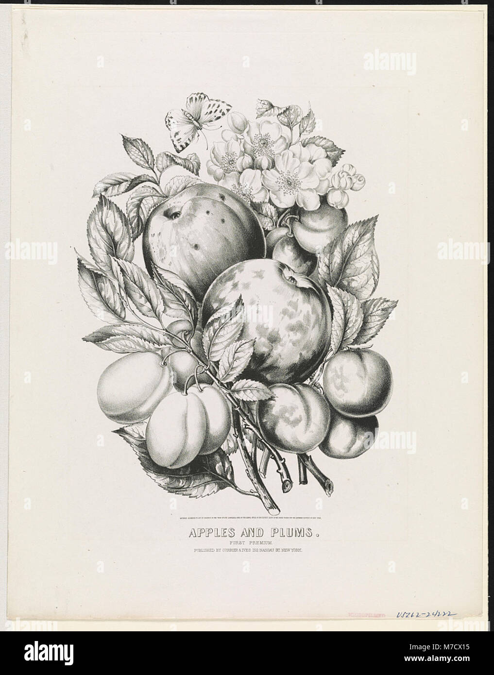 Dieses Bild zeigt eine Premium-Ausstellung von Äpfeln und Pflaumen, möglicherweise von einem Obstwettbewerb, die die Qualität und Vielfalt der Produkte in einem formellen Ausstellungsbereich unterstreicht. Stockfoto