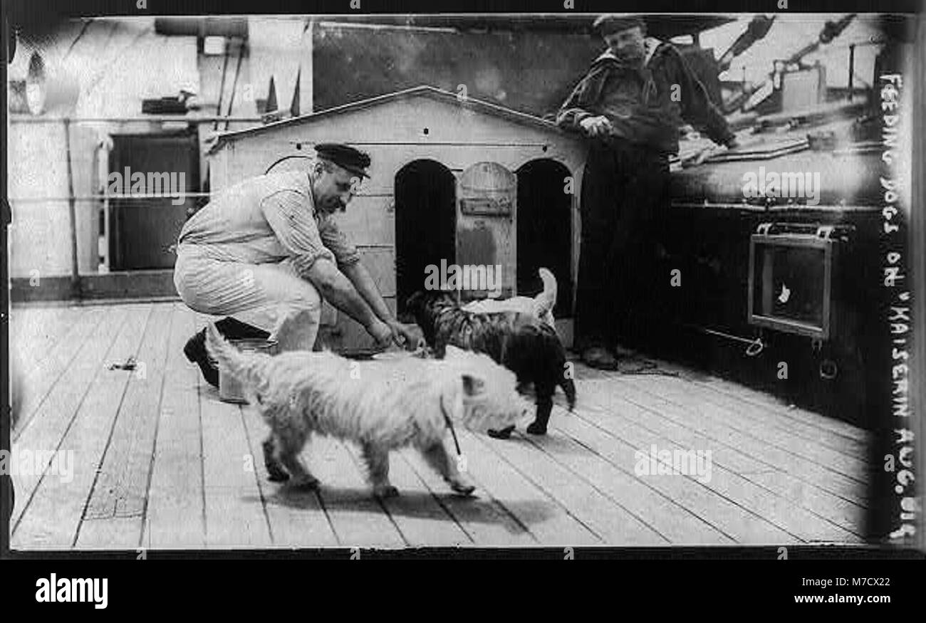 Ein historischer Moment, der am 22. Juni 1910 festgehalten wurde, zeigt, wie Hunde an Bord des Kaiserin Auguste Victoria-Schiffes gefüttert werden. Diese Szene bietet einen Einblick in das tägliche Leben an Bord eines Luxusschiffes im frühen 20. Jahrhundert. Stockfoto