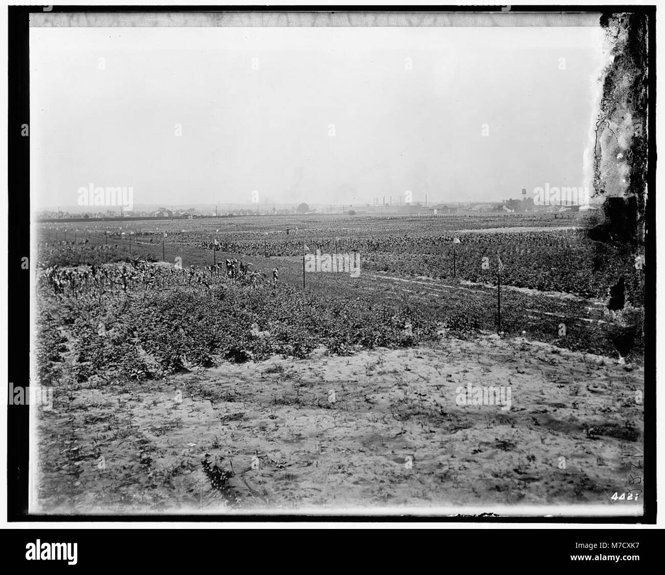 Ein Foto der Food Garden Commission, einer Initiative zur Förderung der häuslichen Gartenarbeit und der Nahrungsmittelproduktion in Zeiten der Notwendigkeit, die landwirtschaftliche Selbstversorgung zu fördern. Stockfoto