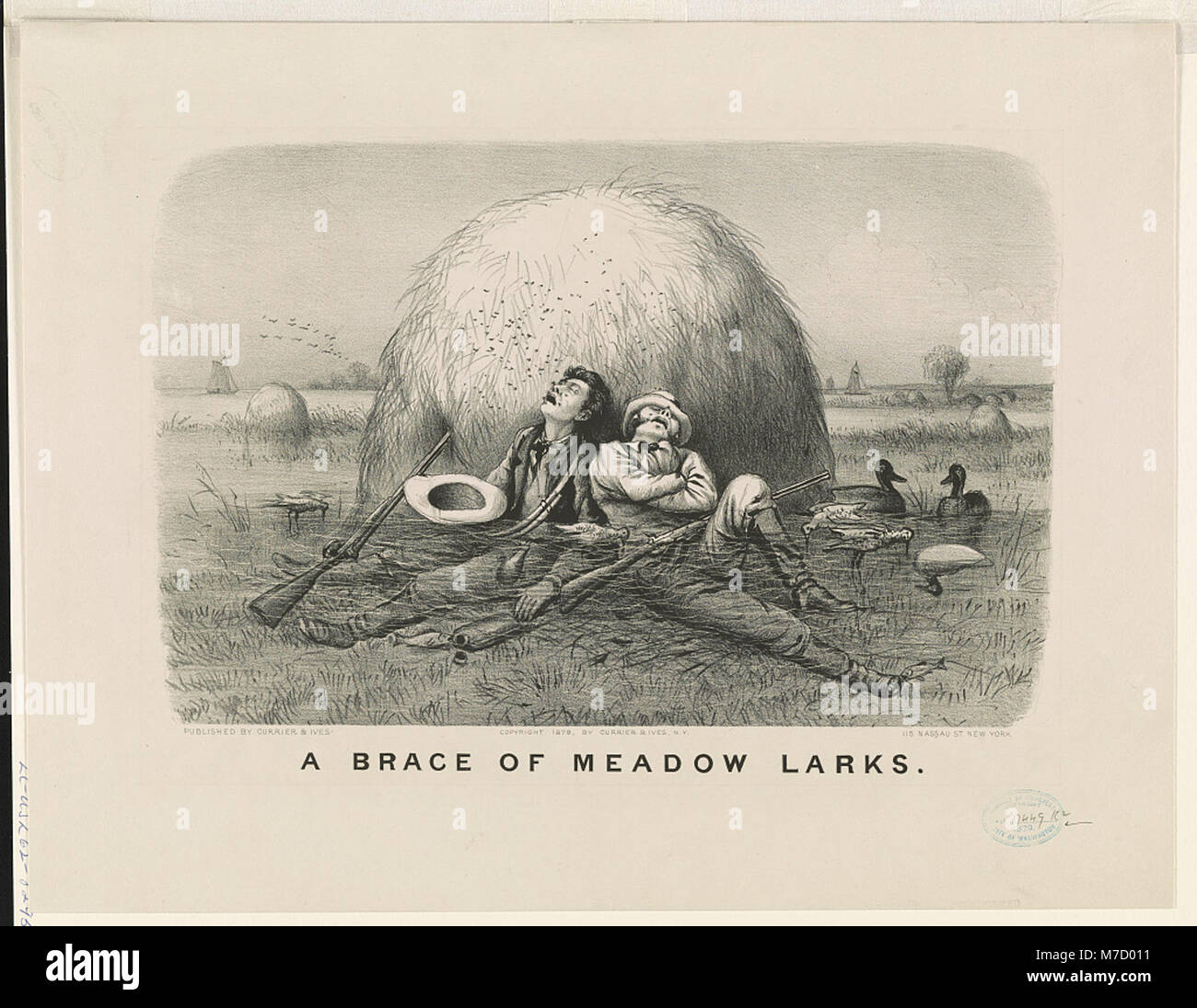 Ein Foto von zwei Wiesenlarks, aufgenommen in einer natürlichen Umgebung. Das Bild zeigt die Vögel in ihrem Lebensraum und zeigt ihr lebendiges Gefieder und ihre charakteristischen Haltungen. Stockfoto