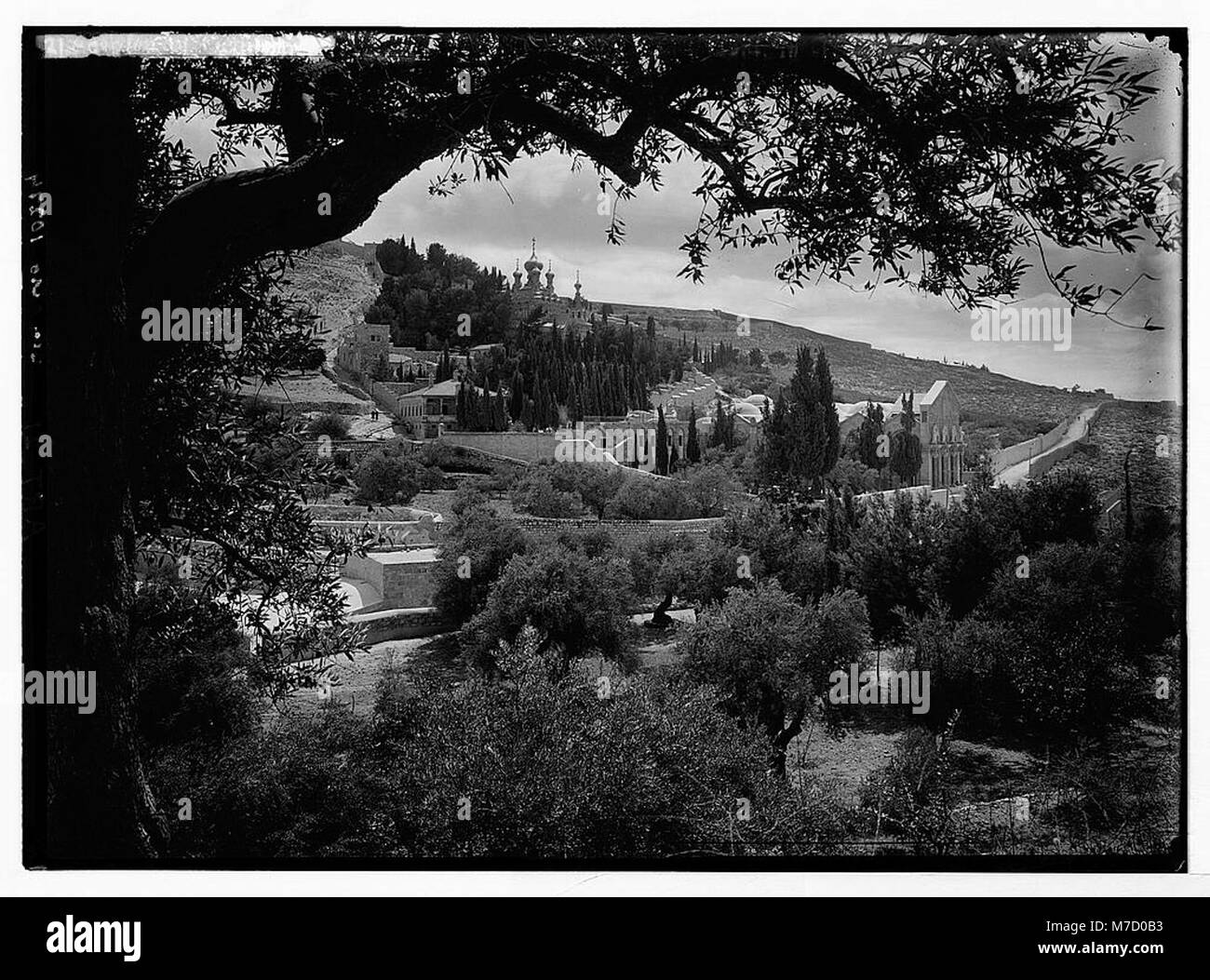 Dieses Bild zeigt eine halbferne Ansicht des Gartens Gethsemane mit einem überhängenden Olivenzweig im Vordergrund. Das Foto unterstreicht die heilige und historische Bedeutung dieser religiösen Stätte in Jerusalem. Stockfoto