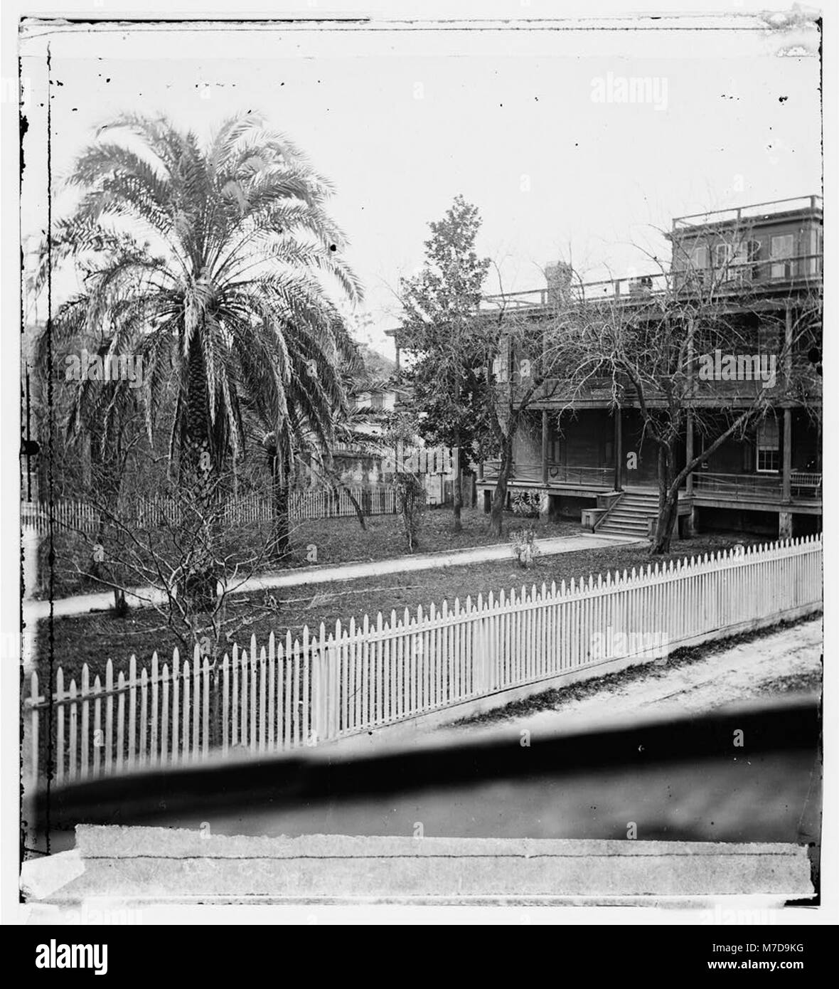 Jacksonville, Florida. Dattelpalmen LOC cwpb. 03286 Stockfoto