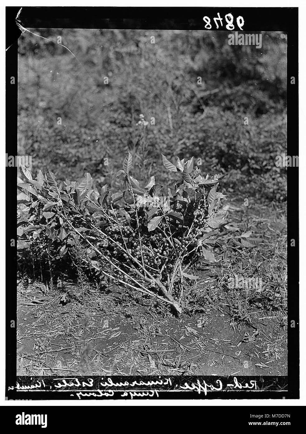 Dieses Bild zeigt eine Nahaufnahme eines Kaffeezweigs mit Früchten in der kenianischen Kolonie. Unter LOC Matpc.00389 katalogisiert, werden die landwirtschaftlichen Praktiken und der Kaffeeanbau in der Region hervorgehoben. Stockfoto