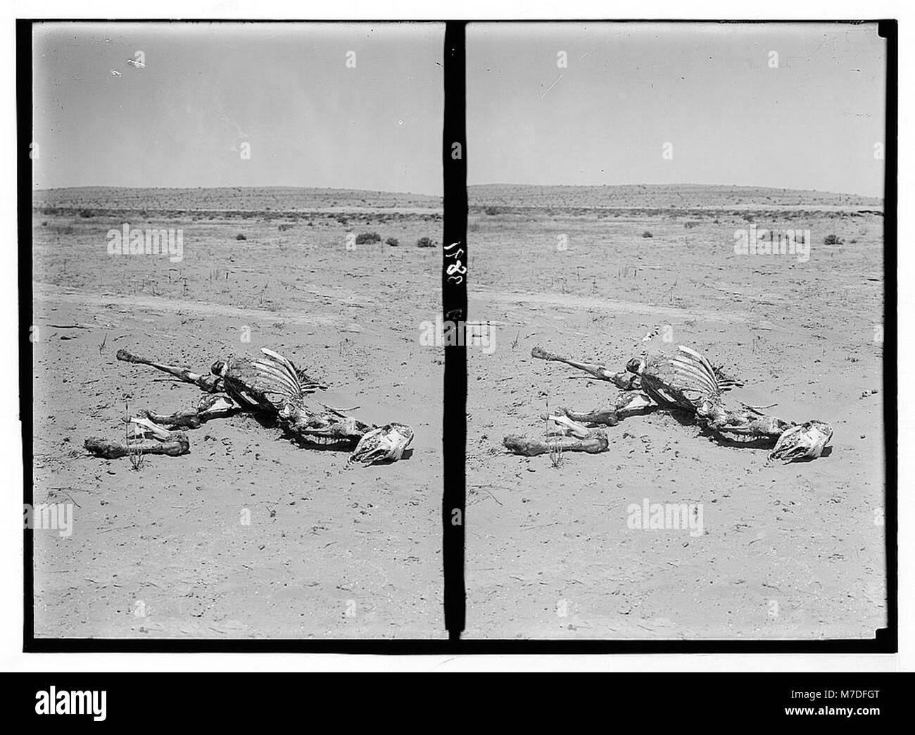 Eine Darstellung der Heuschreckenplagen in Palästina, zeigt Methoden zur Bekämpfung der Pest und die Skelettreste eines Kamels, das Opfer des Heuschreckenbefalls in der Wüste war. Stockfoto
