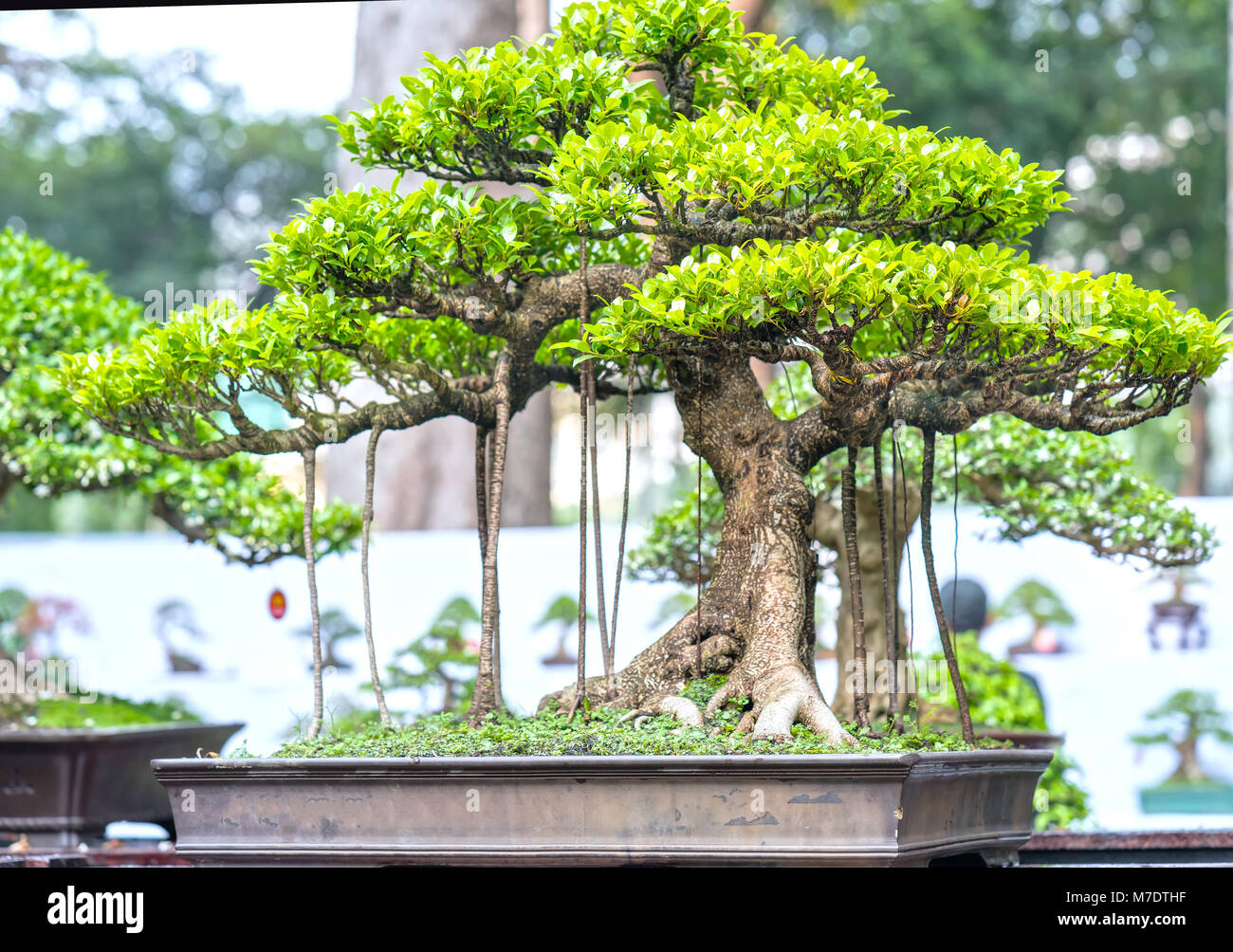 Grne Bonsai Baum im Topf oder Fach werk in Gestalt der Stammzellen ist so  geformt, dass Handwerker schne Kunst in der Natur erstellen  Stockfotografie - Alamy
