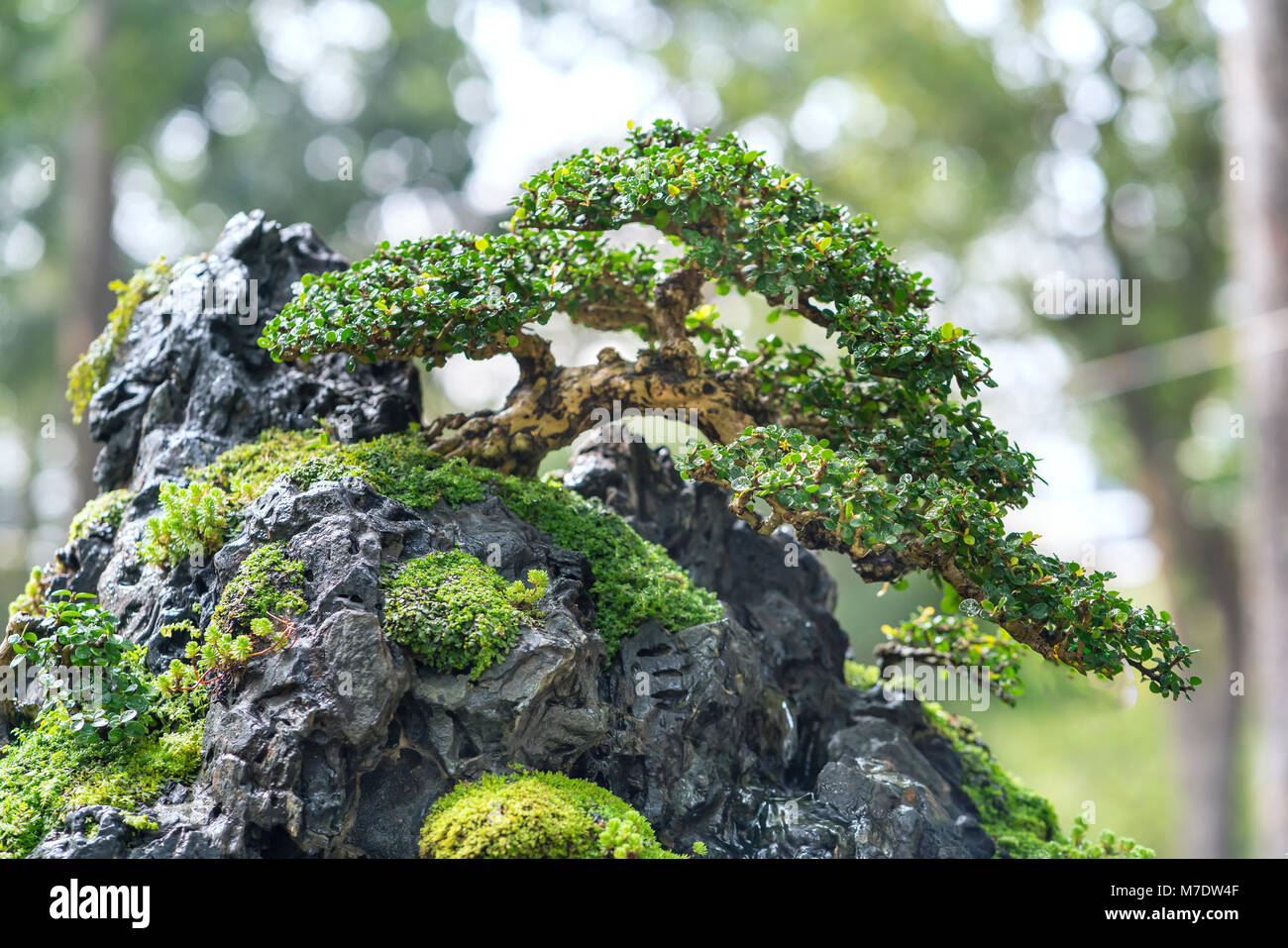 Grne Bonsai Baum im Topf oder Fach werk in Gestalt der Stammzellen ist so  geformt, dass Handwerker schne Kunst in der Natur erstellen  Stockfotografie - Alamy
