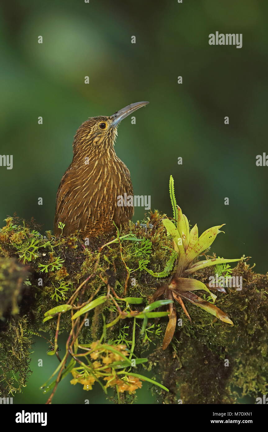 Starke-billed Woodcreeper (Xiphocolaptes promeropirhynchus ignotus) Erwachsenen thront auf den Zweig "Bird Watcher Haus, Nono-Mindo Straße, Ecuador Firma Febru Stockfoto