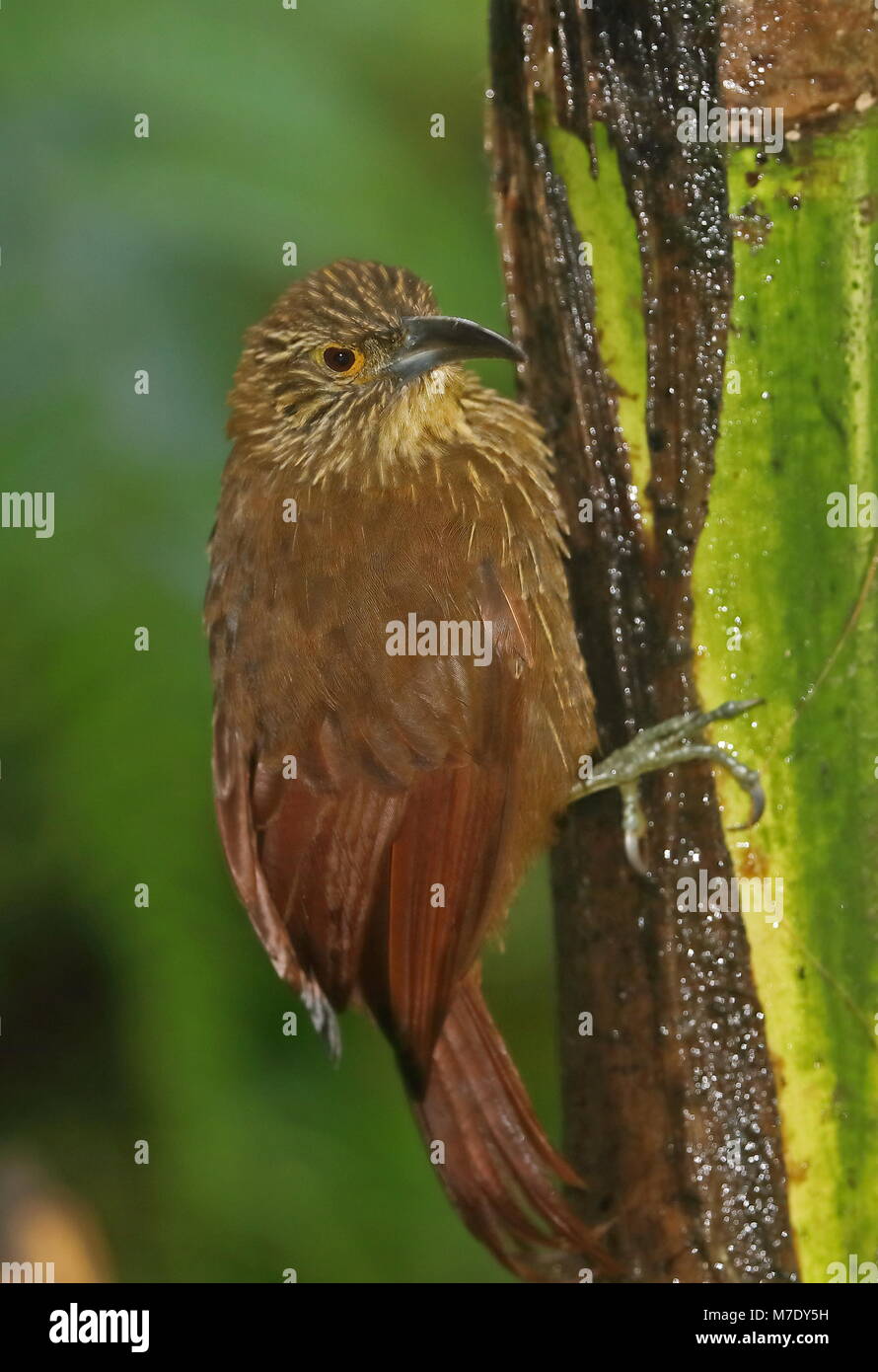 Starke-billed Woodcreeper (Xiphocolaptes promeropirhynchus ignotus) erwachsenen Festhalten an Baum's Bird Watcher Haus, Nono-Mindo Straße, Ecuador Firma Febru Stockfoto