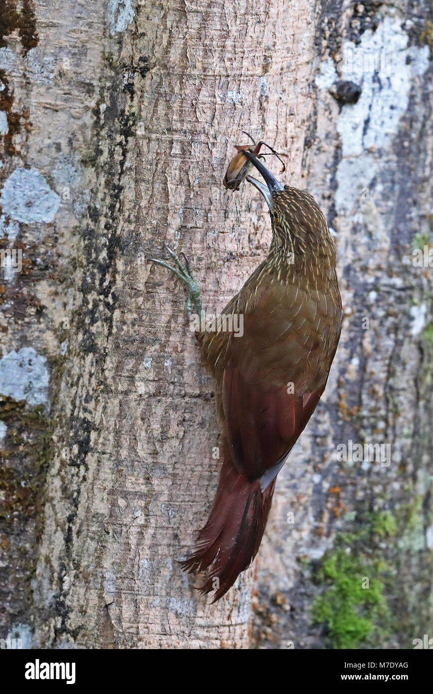 Starke-billed Woodcreeper (Xiphocolaptes promeropirhynchus ignotus) erwachsenen Festhalten an Baum mit Käfer in Bill's Bird Watcher Haus, Nono-Mindo Road, Stockfoto