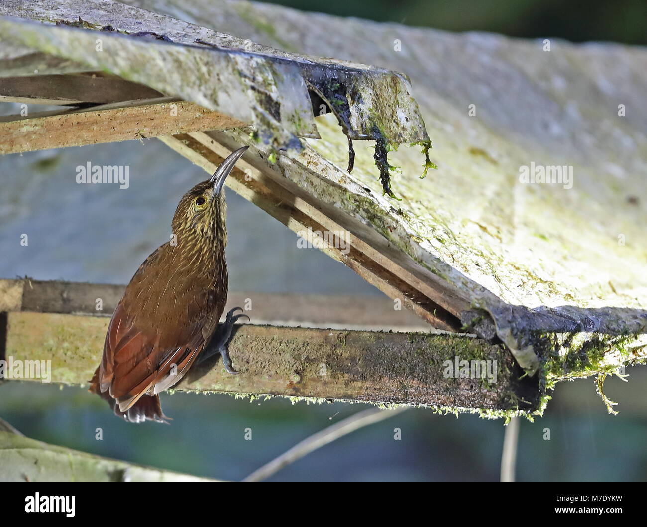 Starke-billed Woodcreeper (Xiphocolaptes promeropirhynchus ignotus) erwachsenen Kommissionierung Insekten aus Dach über MV Licht des Bird Watcher Haus, Nono-Mindo Roa Stockfoto