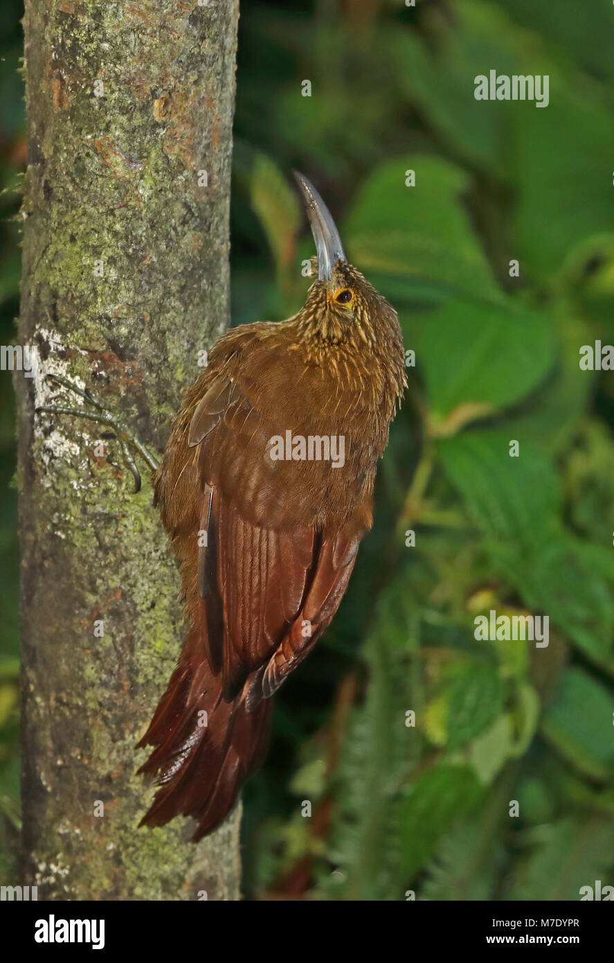 Starke-billed Woodcreeper (Xiphocolaptes promeropirhynchus ignotus) erwachsenen Festhalten an Baum's Bird Watcher Haus, Nono-Mindo Straße, Ecuador Firma Febru Stockfoto