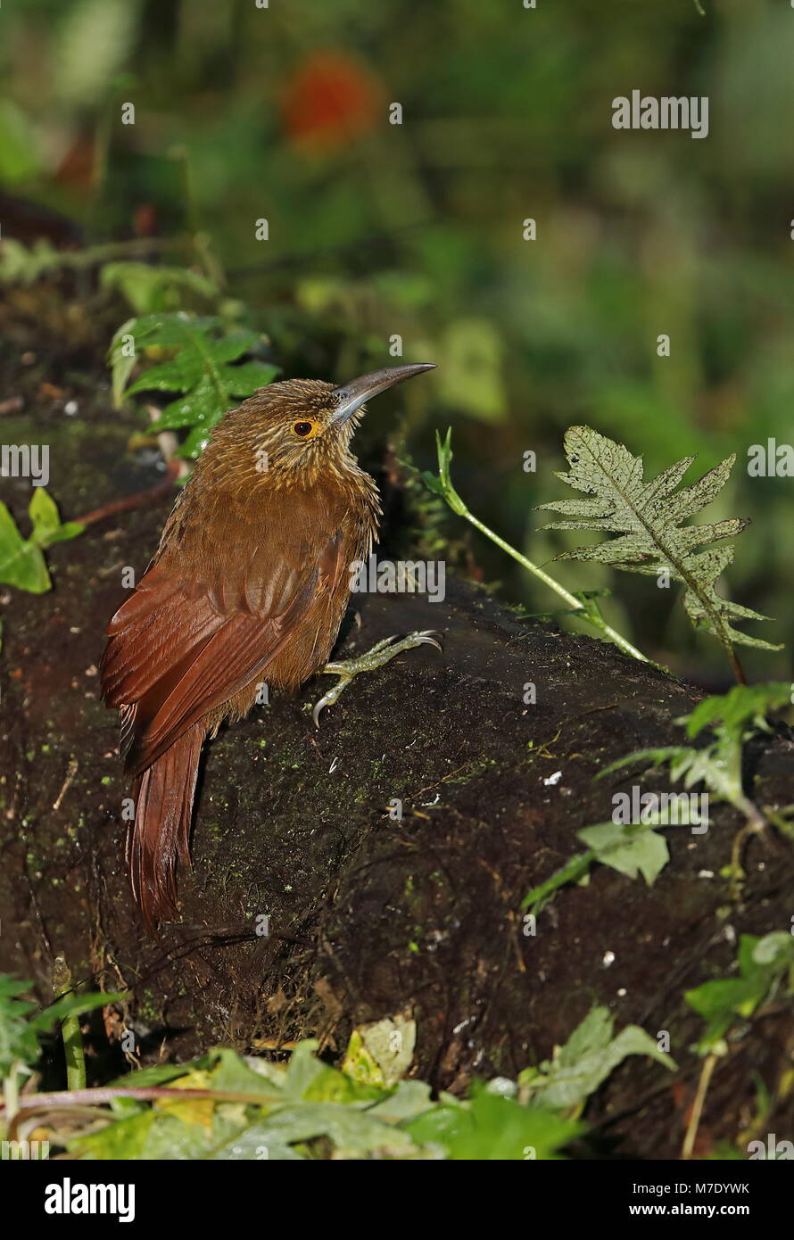 Starke-billed Woodcreeper (Xiphocolaptes promeropirhynchus ignotus) erwachsenen Festhalten an gefallenen's Bird Watcher Haus, Nono-Mindo Straße, Ecuador anmelden Stockfoto