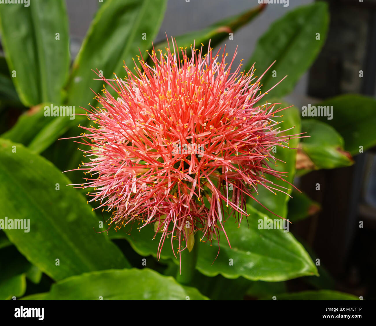 Rote pflanze Blume amaryllisgew (Haemanthus) Stockfoto