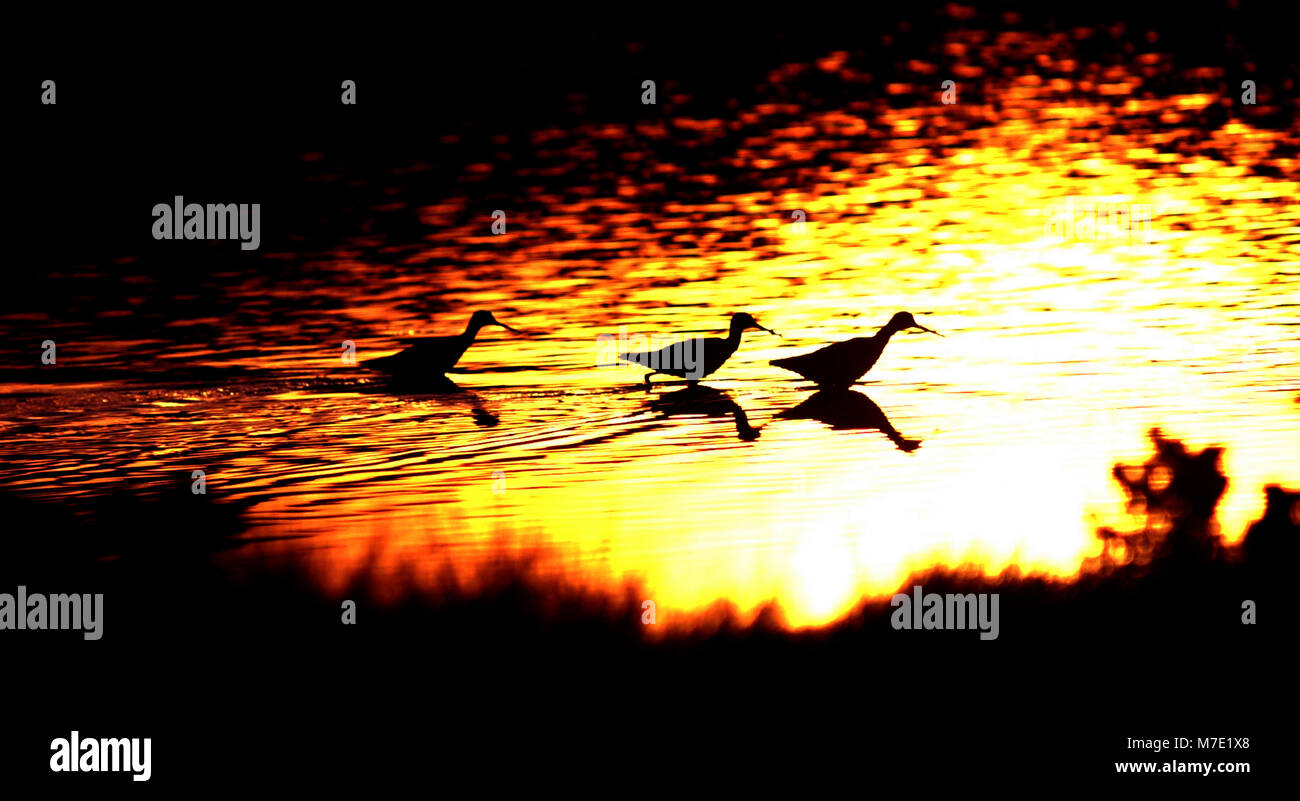 Marsh Vögel wandern in einer Reihe bei Sonnenuntergang in der nonquitt Marsh Dartmouth Ma USA Foto bill Belknap Stockfoto