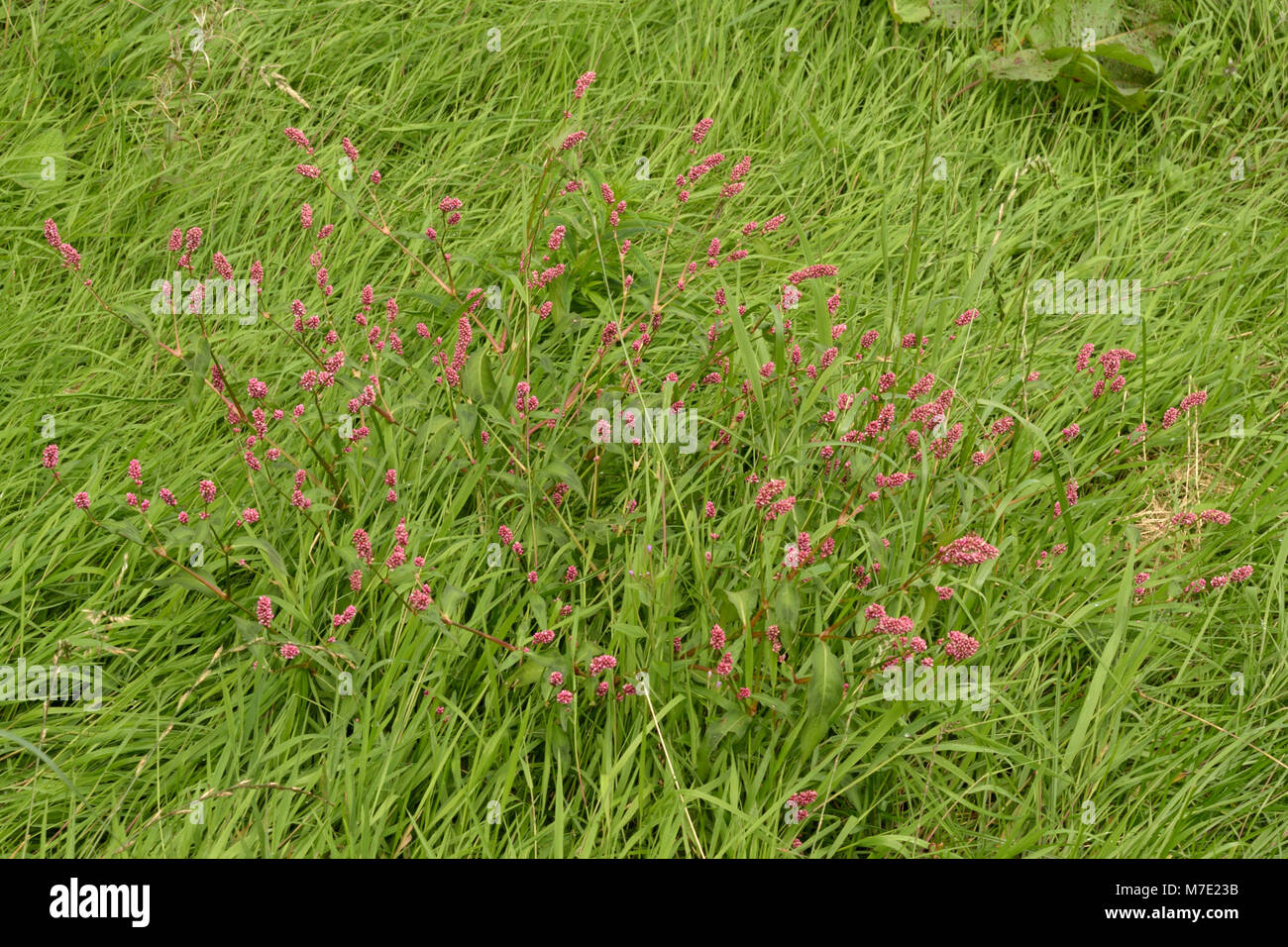 Wasserläufer, Persicaria maculosa wächst im Grünland Stockfoto