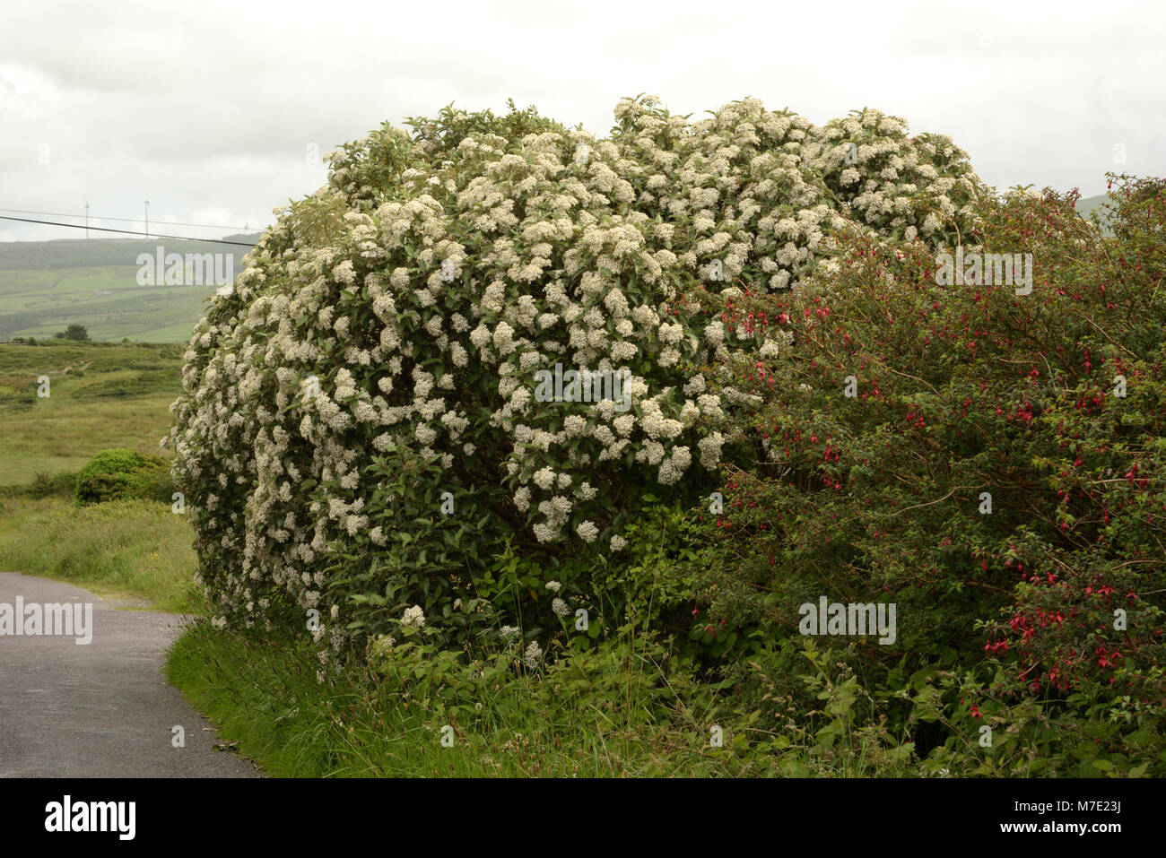 Neuseeland Holly, Olearia macrodonta wild in South West Cork wachsende Stockfoto