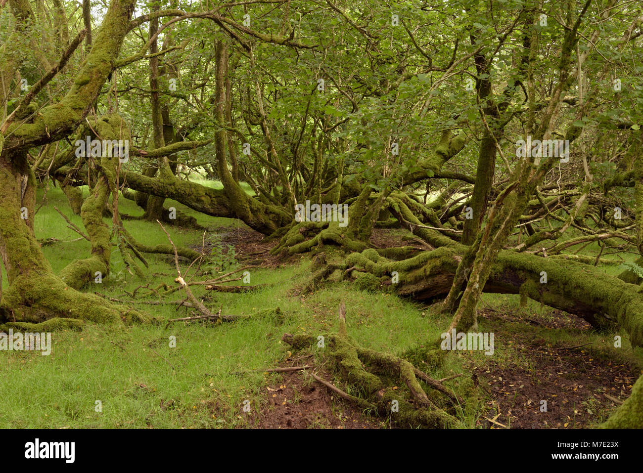 Überreste einer alten Hedge Nachgewachsen und Verlassen einer Bank und verzerrte Bäume Stockfoto