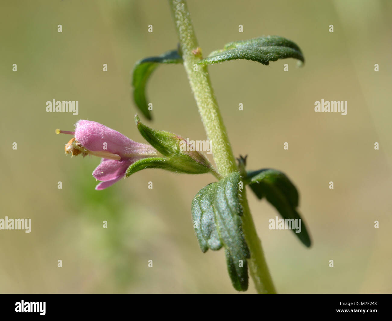 Red Bartsia, Odontites vernus Stockfoto