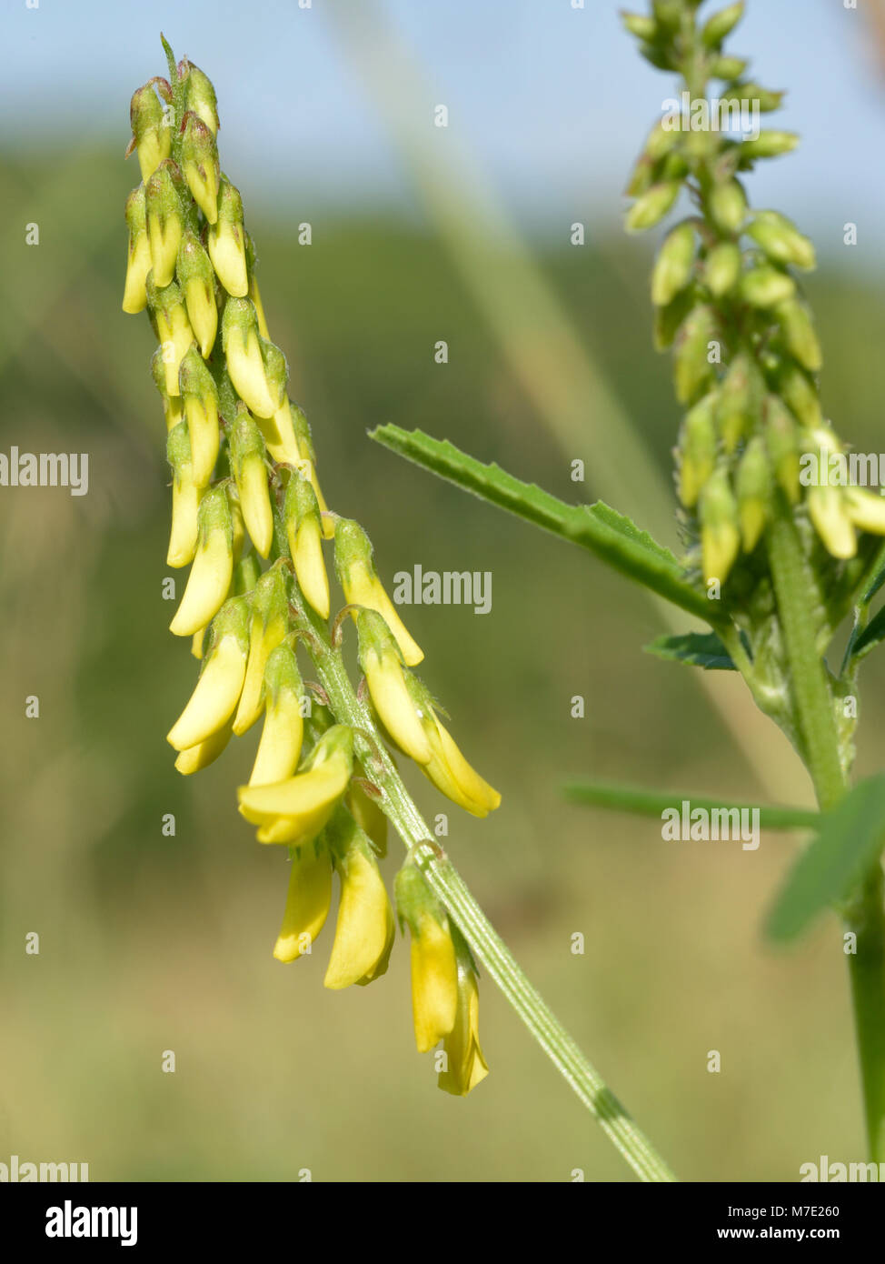 Gerippte Honigklee, Melilotus officinalis Stockfoto