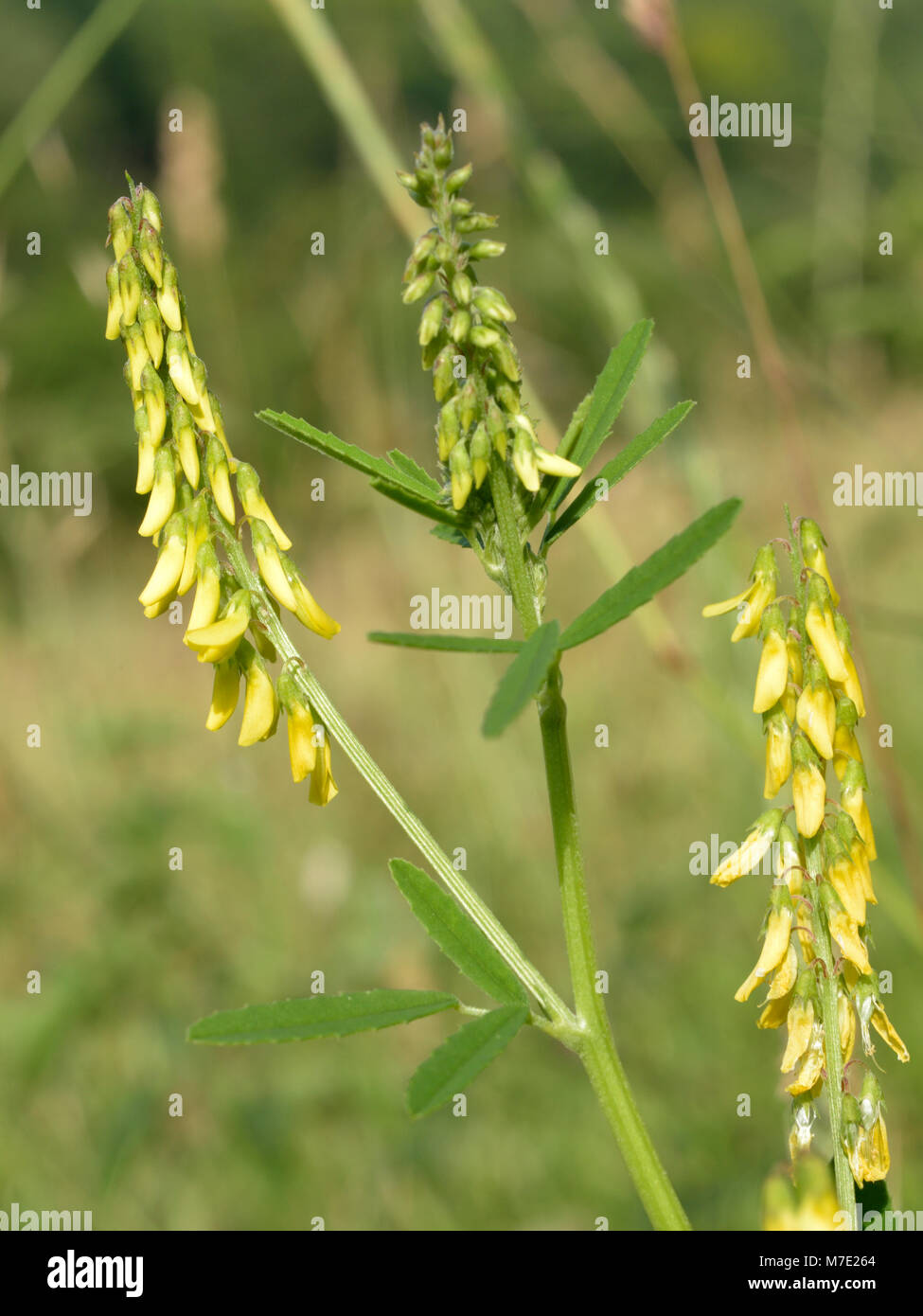 Gerippte Honigklee, Melilotus officinalis Stockfoto