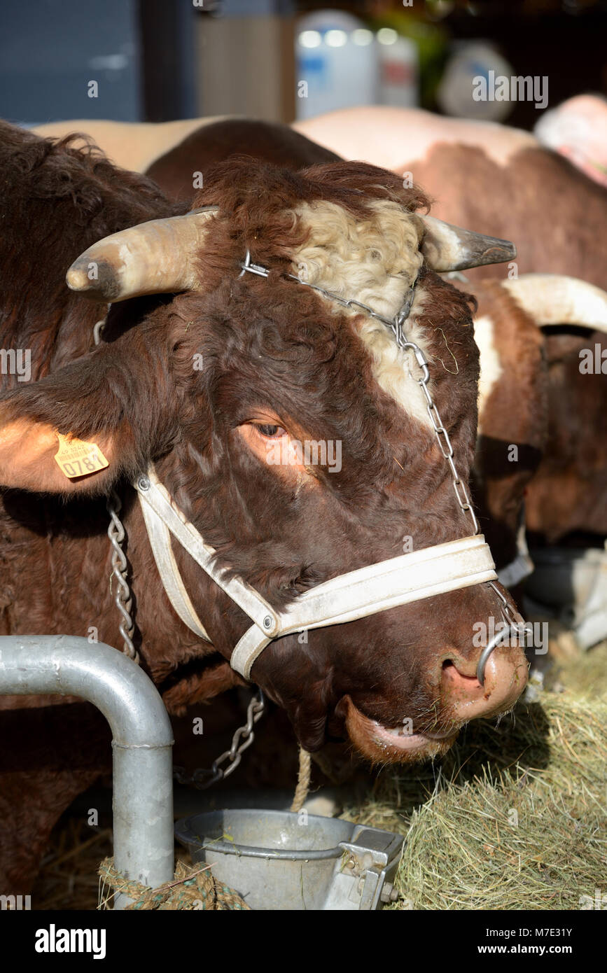 Portrait von Maine-Anjou Rind oder Kuh, aka Rouge-des-Prés in Frankreich, an der Pariser Internationale Landwirtschaft zeigen Stockfoto