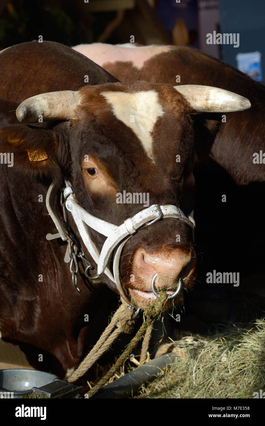 Portrait von Maine-Anjou Rind oder Kuh, aka Rouge-des-Prés in Frankreich, an der Pariser Internationale Landwirtschaft zeigen Stockfoto