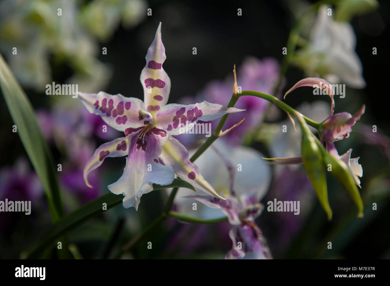 Odontoglossum Orchideen im Orchid Festival in Kew Gardens 2018 Stockfoto