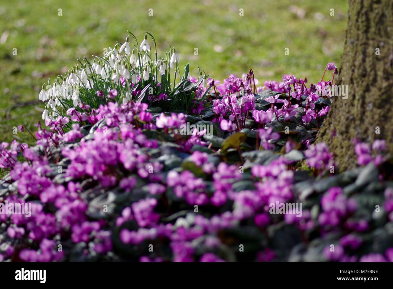 Cyclamen Coum und Schneeglöckchen, winterharte Staude Frühlingsblumen. Cruickshank Botanic Gardens, Ola Aberdeen, Schottland, Großbritannien. Stockfoto