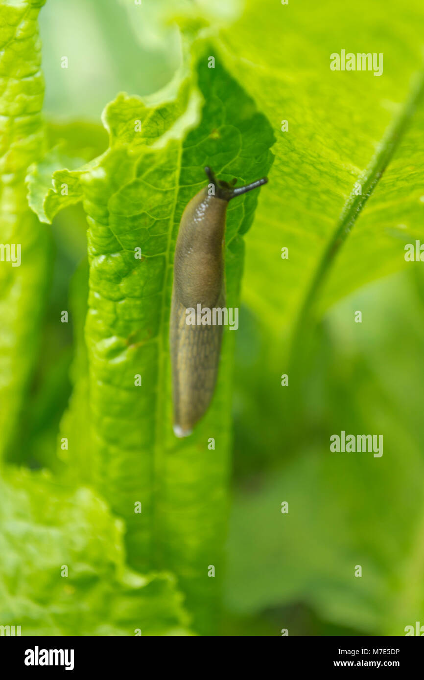 Schneckenvernichtung Stockfotos Schneckenvernichtung Bilder Alamy