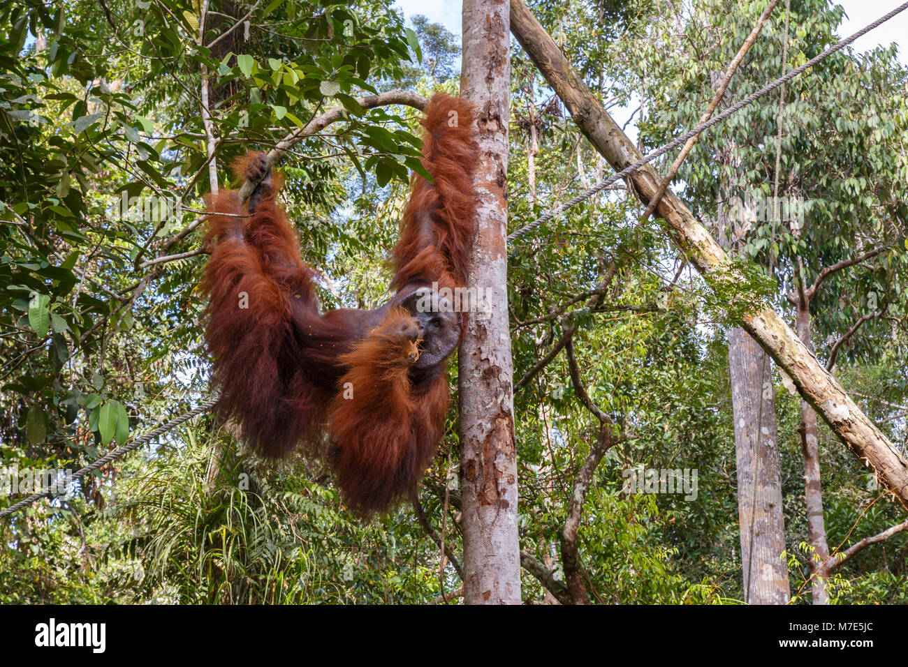 Orang-utan hängen an einem Zweig, Borneo Malaysia. Stockfoto