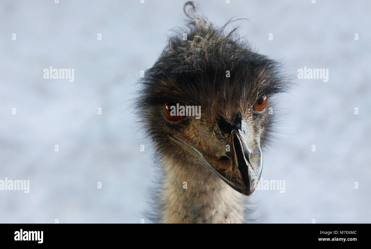 Closeup Portrait einer humorvollen Strauß. Stockfoto