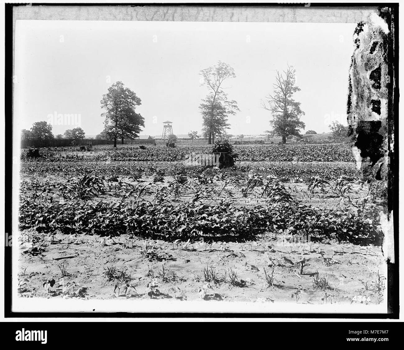 Eine nationale Nahrungsmittelgarteninitiative für Notfälle, die darauf ausgerichtet ist, in Krisenzeiten landwirtschaftliche Unterstützung zu leisten. Dieses Projekt konzentriert sich auf die lokale Nahrungsmittelproduktion, um die Herausforderungen der Ernährungssicherheit in Notfällen zu bewältigen. Stockfoto